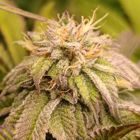 Frosted Guava by OSS