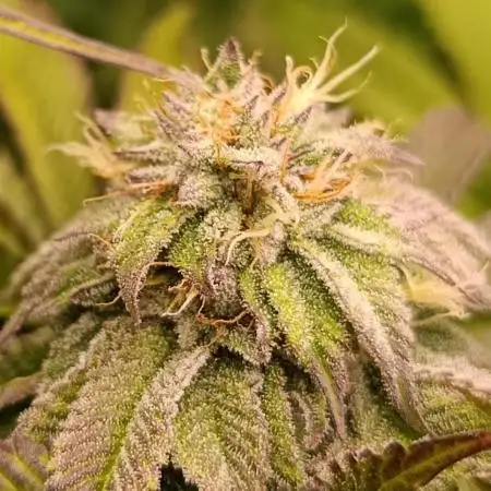 Frosted Guava by OSS