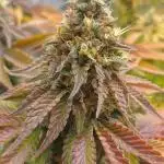 Original Sensible Seeds Grow