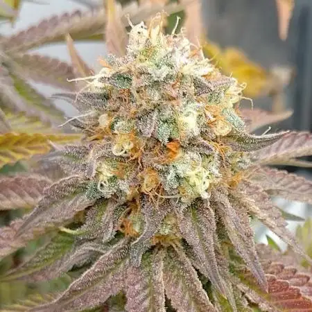 Original Sensible Seeds Grow