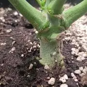 Frosted Guava by OSS