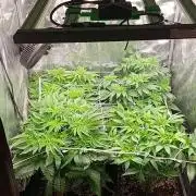 Frosted Guava by OSS