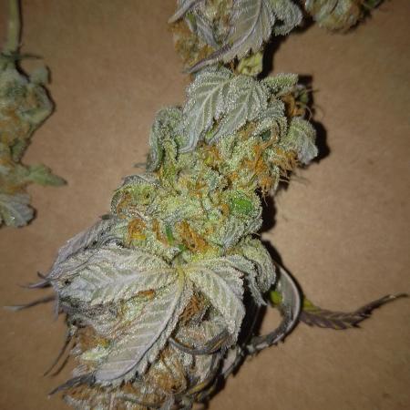 Original Sensible Seeds Grow