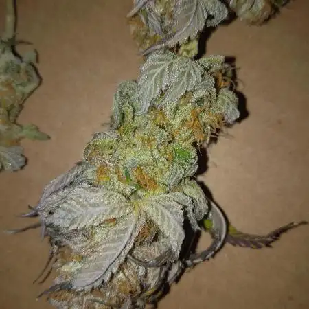 Original Sensible Seeds Grow