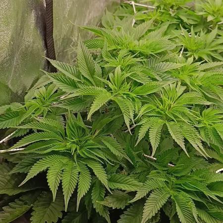 Frosted Guava by OSS