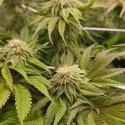 Frosted Guava by OSS