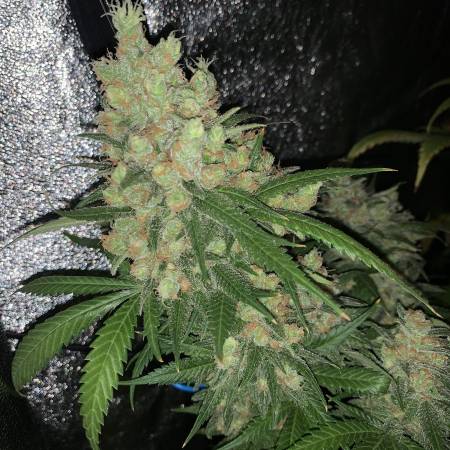 Critical mass Mr.nice #1 