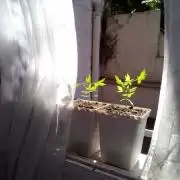 Red Poison Outdoor (sweet seeds)