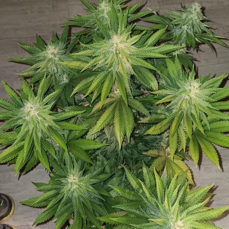 Gorilla Melon Fastbuds