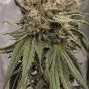 Gorilla Melon Fastbuds