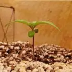 Dutch Passion SSC Tester Strain A