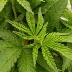 Gorilla Melon Fastbuds