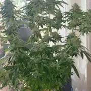 Gorilla Melon Fastbuds