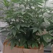 Gorilla Melon Fastbuds