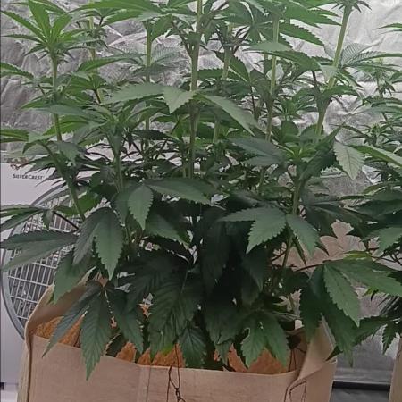 Gorilla Melon Fastbuds