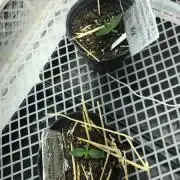 CARAMEL CREAM X2 GALPONERAS 