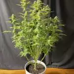 Purple Cookies Fast