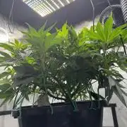 Acapulco Gold