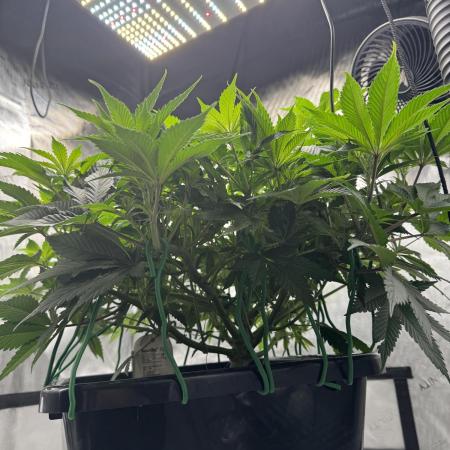 Acapulco Gold