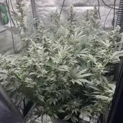 Acapulco Gold