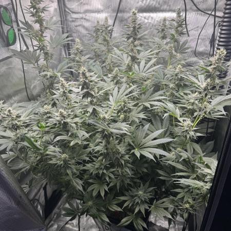 Acapulco Gold