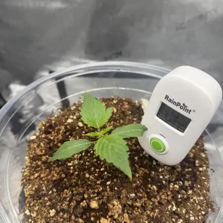 Acapulco Gold