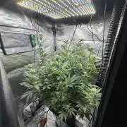 Acapulco Gold