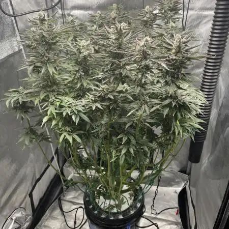 Blueberry Pancakes x Agent Orange
