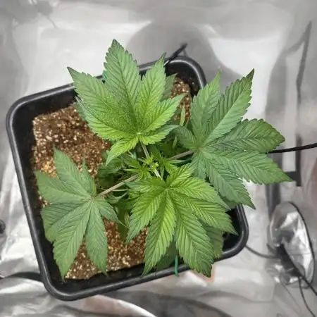 Acapulco Gold
