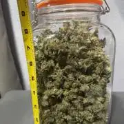 Acapulco Gold