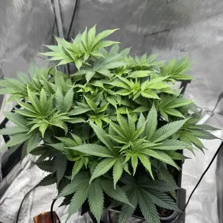 Acapulco Gold