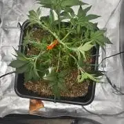 Acapulco Gold