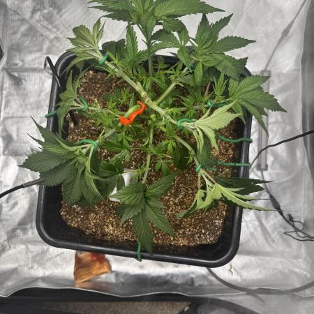 Acapulco Gold