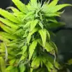 One plant lsd auto