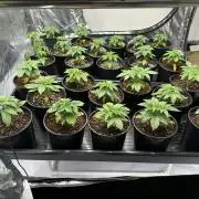 New Barney’s Strains