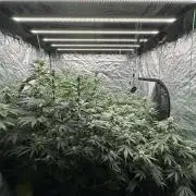 B-45 and biscotti mintz