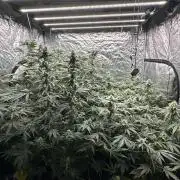 B-45 and biscotti mintz