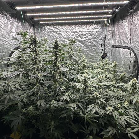 B-45 and biscotti mintz