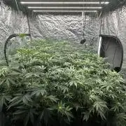 B-45 and biscotti mintz