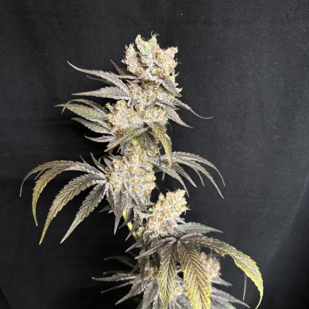 Scrog Clones Favourite strains