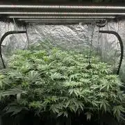 B-45 and biscotti mintz