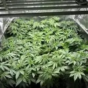 New Barney’s Strains