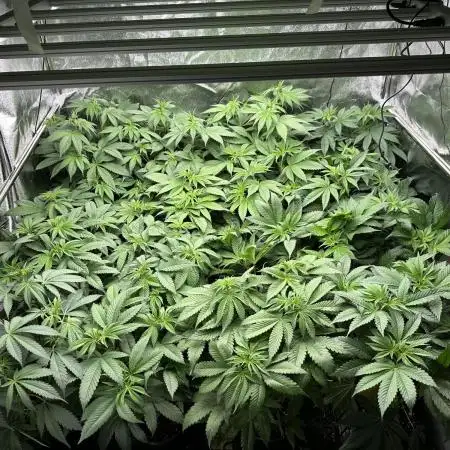 New Barney’s Strains