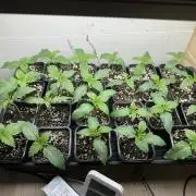 New Barney’s Strains