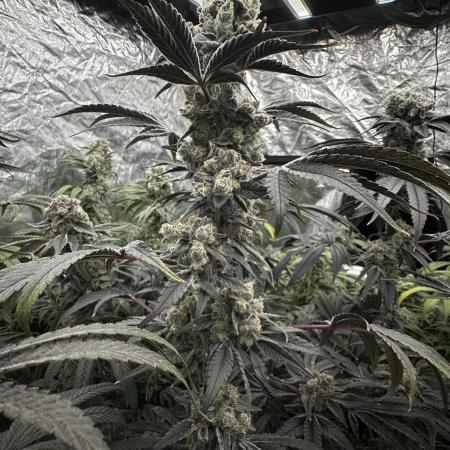 B-45 and biscotti mintz