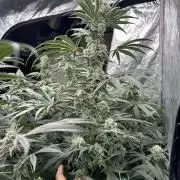 B-45 and biscotti mintz