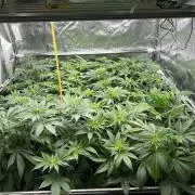 New Barney’s Strains