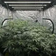 B-45 and biscotti mintz