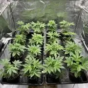 New Barney’s Strains