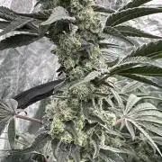 B-45 and biscotti mintz